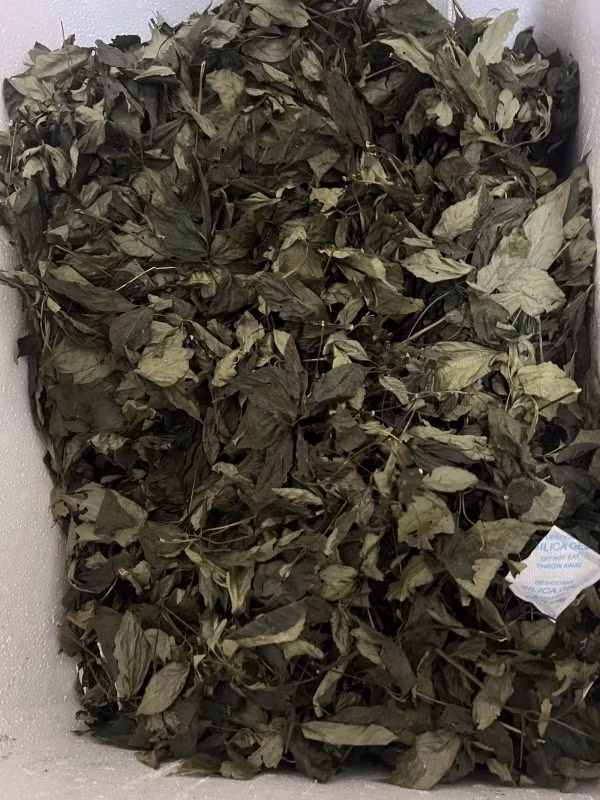 Vì vậy, lá sâm Ngọc Linh luôn có mức giá cao ngất ngưởng. Lá tươi có giá bán lẻ khoảng 8-10 triệu đồng/kg, tùy thời điểm. Trong khi đó, loại lá phơi khô có giá bán lên đến hàng trăm triệu đồng/cân. Đây được coi là loại lá có giá đắt nhất Việt Nam. Ảnh: Vuonsamngoclinh