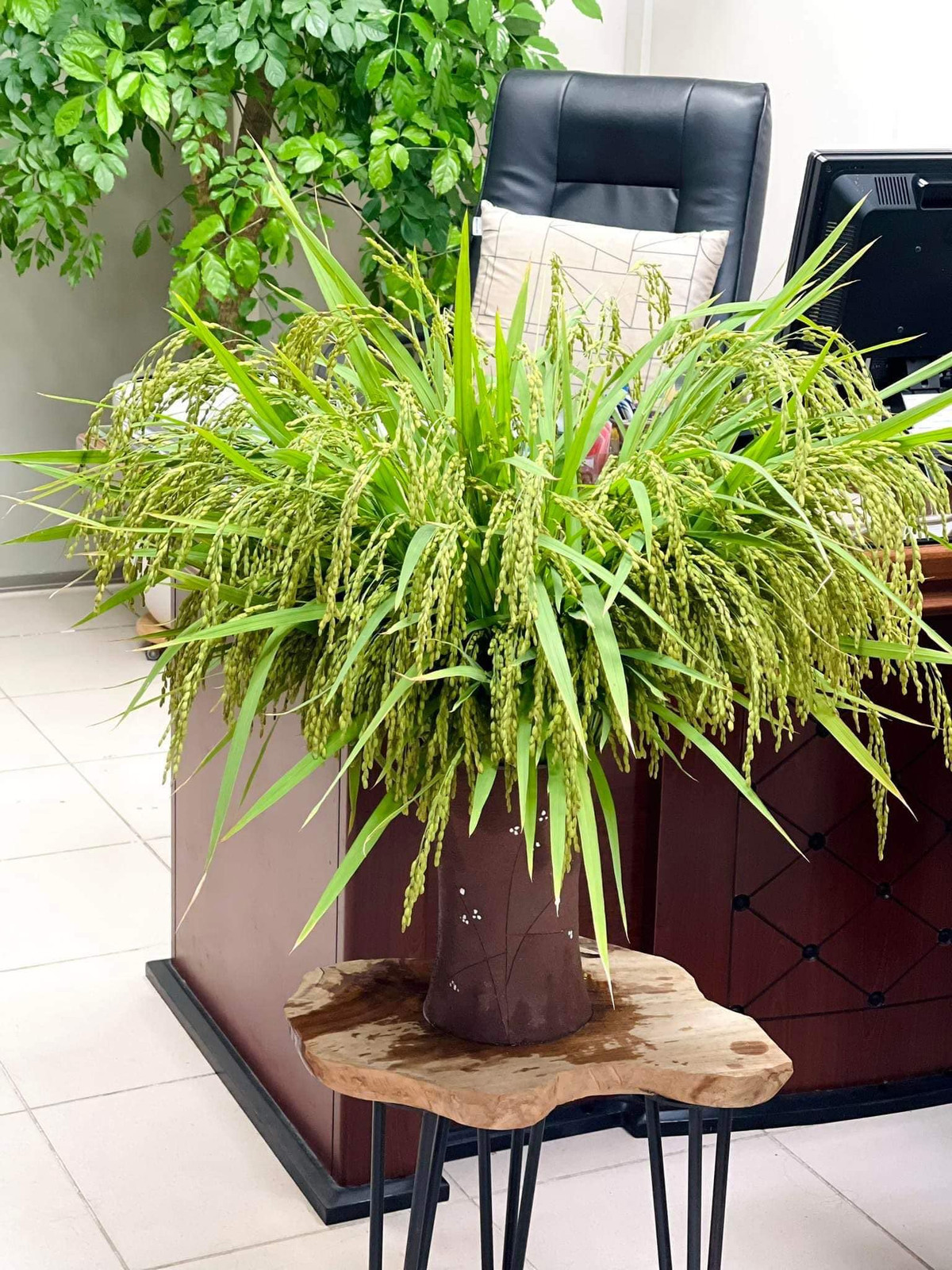 Mùi hương lúa nếp non tỏa khiến chị Giang có cảm giác được gần gũi với thiên nhiên và bớt nhớ nhà, nhớ quê hương. Ảnh: FB Nguyễn Bích Thảo