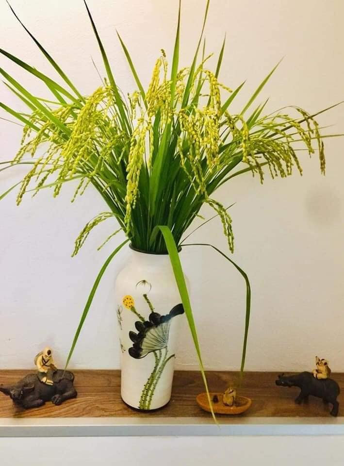 Nhiều chị em đã cắm lúa nếp cho biết, để lúa tươi chỉ cần chọn một chiếc bình gốm đẹp, thay nước 1 - 2 ngày một lần. Ảnh: Facebook
