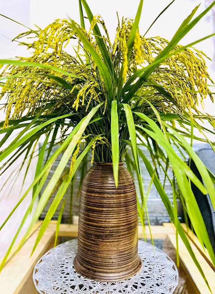 Chị Giang (Đống Đa, Hà Nội) cho biết, lúa nếp không giống các loại cành khác, dễ héo và thân của nó mềm, dễ gãy nhưng vẫn có thể cắm chơi được khoảng 1 tuần. Ảnh: Facebook