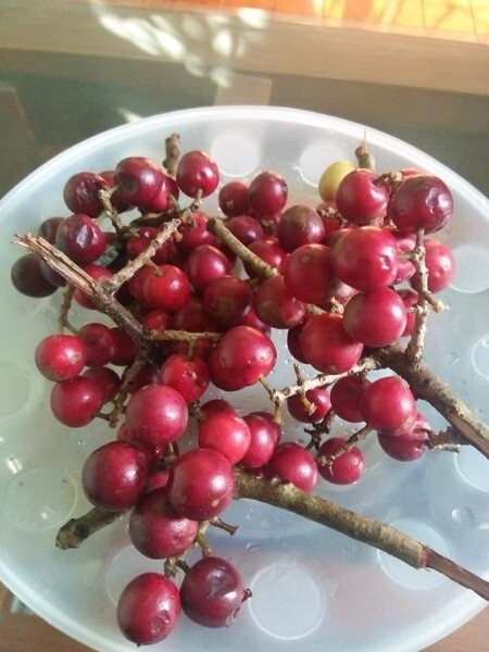 Mác khuối là cây mọc hoang dại trên đồi, nương rẫy, trong rừng ở Cao Bằng. Trước kia, quả mác khuối rụng đầy gốc chỉ nhà nghèo mới ăn. Ảnh: Facebook