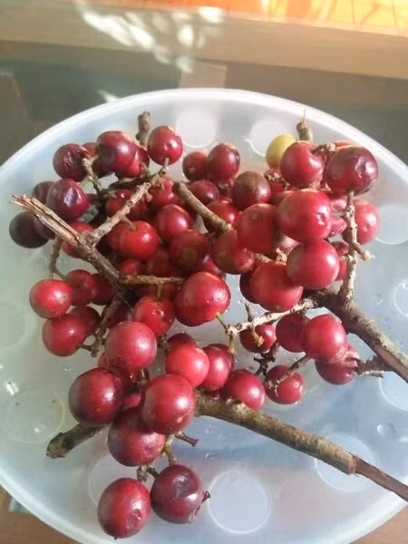 Mác khuối là cây mọc hoang dại trên đồi, nương rẫy, trong rừng ở Cao Bằng. Trước kia, quả mác khuối rụng đầy gốc chỉ nhà nghèo mới ăn. Ảnh: Facebook