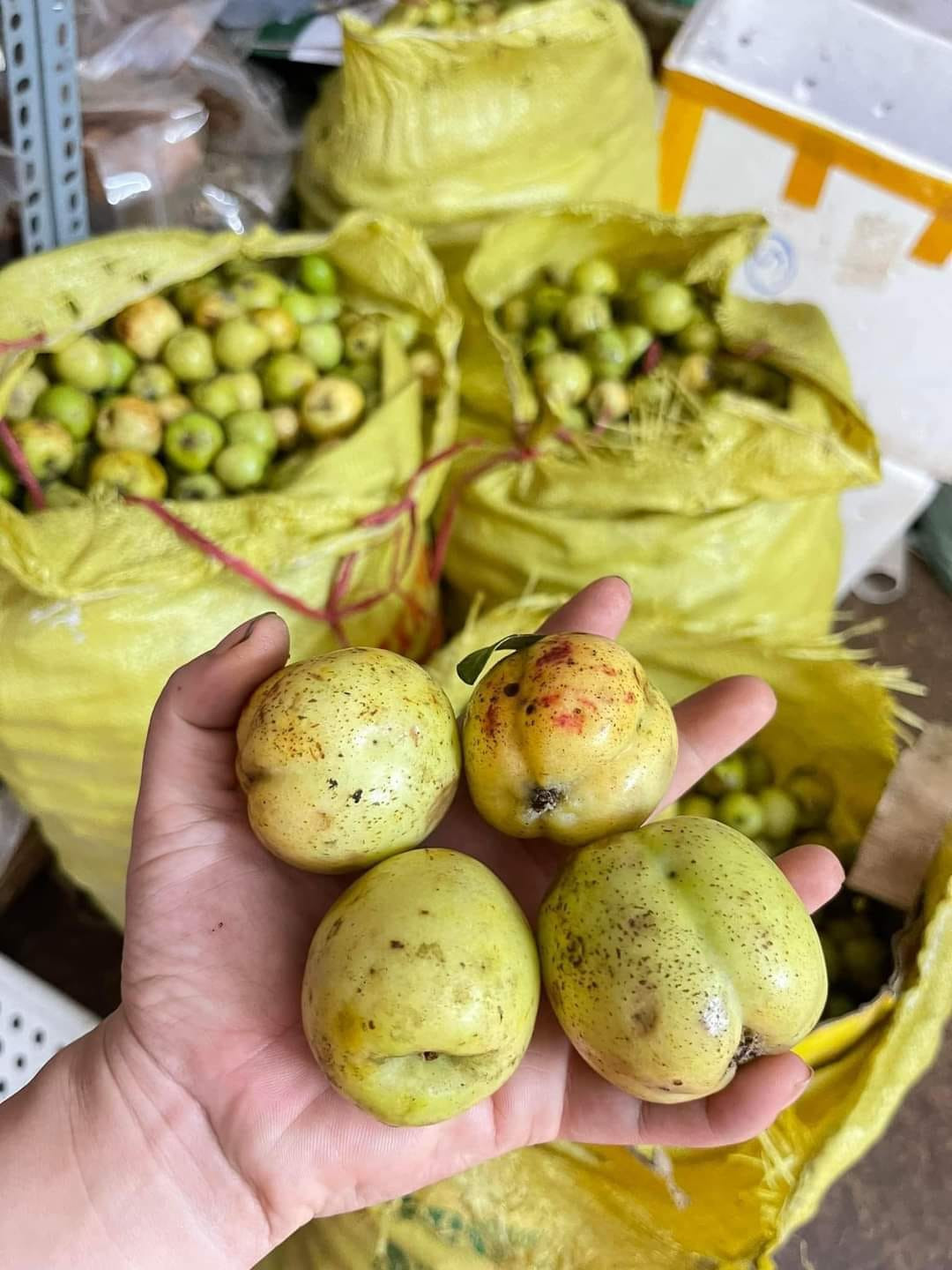 Trên nhiều con phố hay chợ dân sinh ở Hà Nội, táo mèo được bán với giá 40.000 đồng/kg, thậm chí táo mèo khô giá còn lên tới 85.000 - 120.000 đồng/kg. Ảnh: Facebook