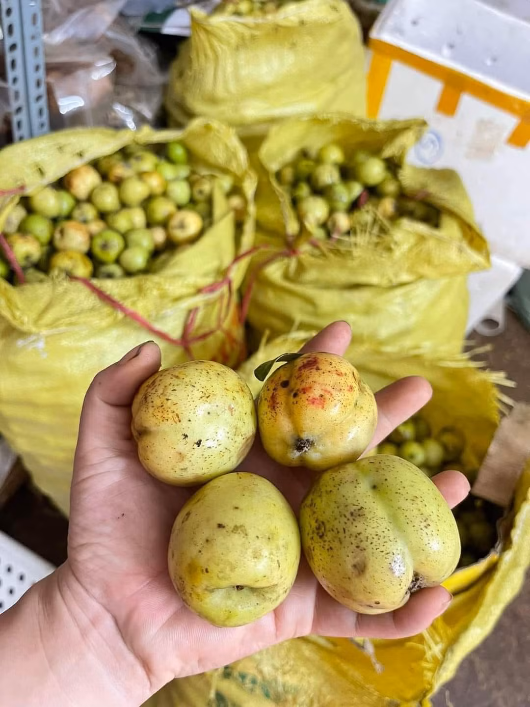 Trên nhiều con phố hay chợ dân sinh ở Hà Nội, táo mèo được bán với giá 40.000 đồng/kg, thậm chí táo mèo khô giá còn lên tới 85.000 - 120.000 đồng/kg. Ảnh: Facebook