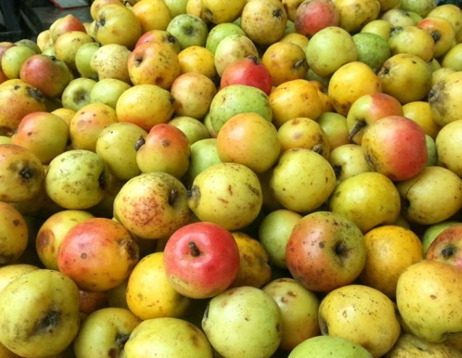 Nhưng vài năm nay, táo mèo trở thành đặc sản được người dân thành phố săn lùng để ngâm đường, làm nước giải khát hoặc ngâm rượu. Ảnh: Facebook