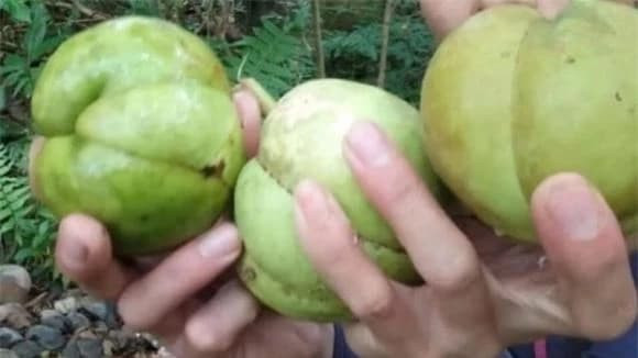 Cây sổ mọc hoang dại ở vùng rừng núi, đặc biệt dọc bờ sông, bờ suối, ít người biết đến. Ảnh: Facebook