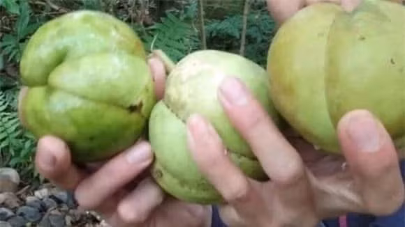 Cây sổ mọc hoang dại ở vùng rừng núi, đặc biệt dọc bờ sông, bờ suối, ít người biết đến. Ảnh: Facebook