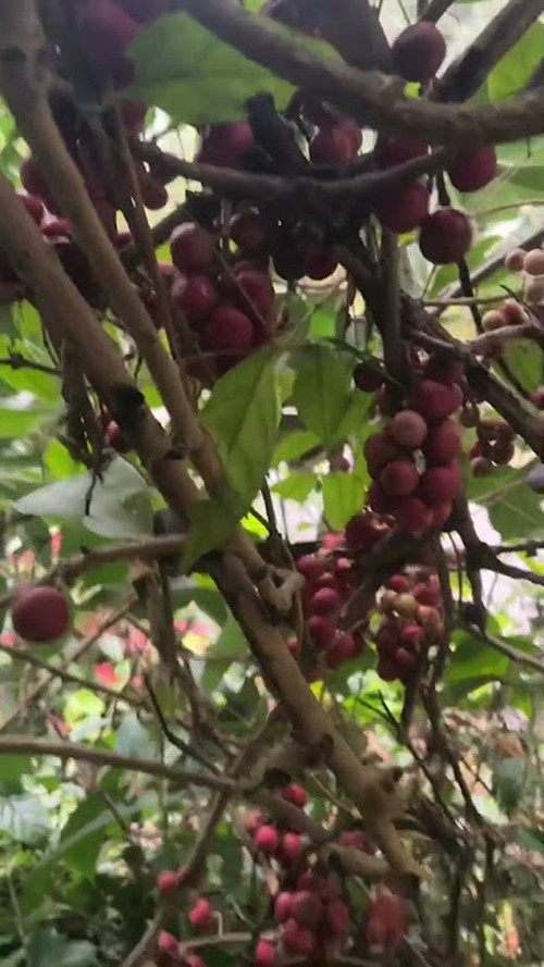 Ngày nay, quả mác khuối được nhiều người biết đến hơn. Bà con địa phương vào rừng hái bán tại các chợ quê hoặc cho thương lái. Ảnh: YouTube