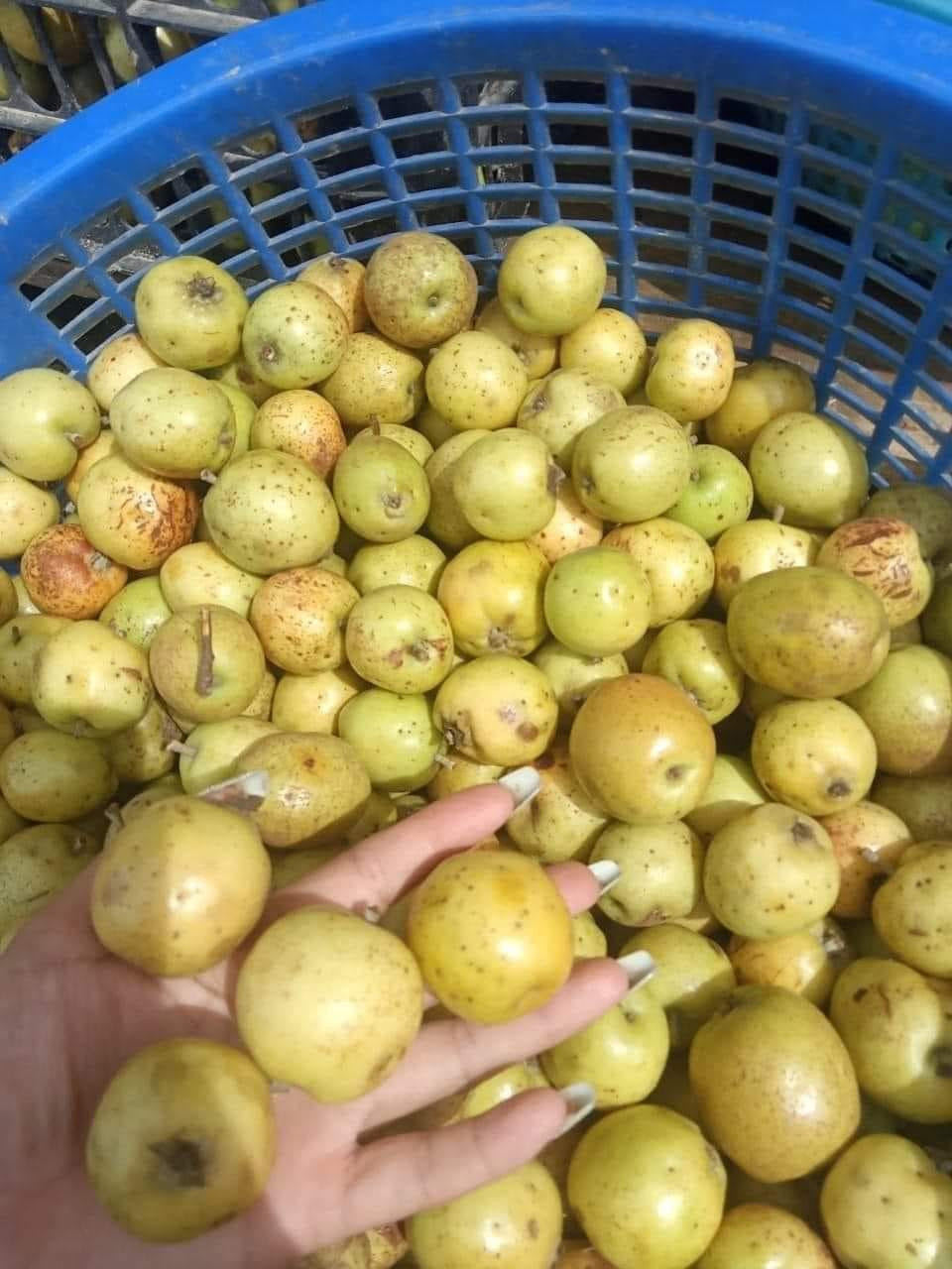 3 loại quả rụng đầy gốc nay là đặc sản “đắt như tôm tươi“ 3 loai qua rung day goc nay la dac san “dat nhu tom tuoi“