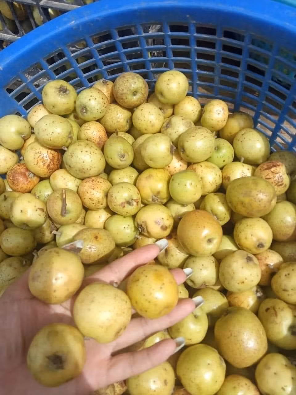 3 loai qua rung day goc nay la dac san “dat nhu tom tuoi“