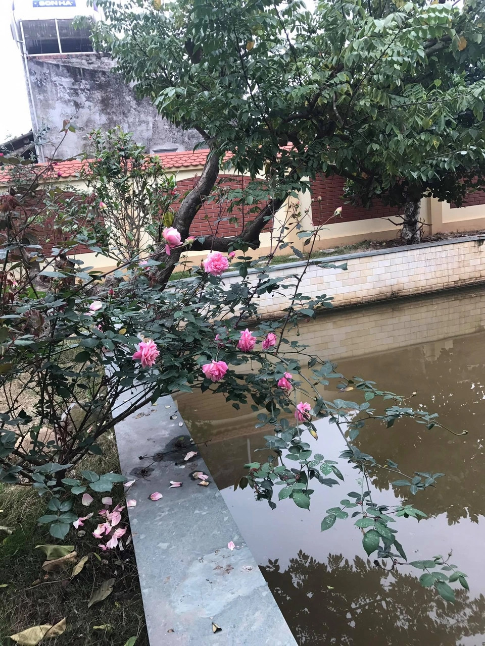 Khu vườn ngập tràn các loại cây cối, hoa lá khoe sắc. Ảnh: Dân trí