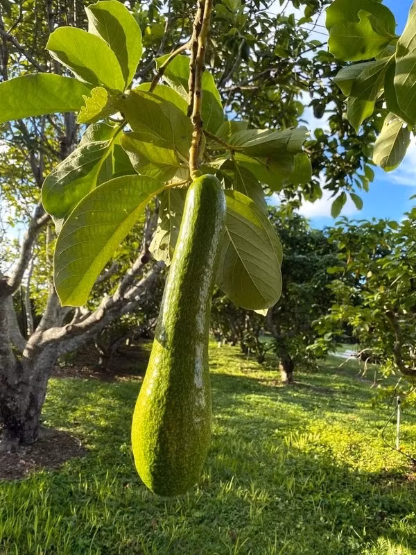 Giá bơ "cổ dài" trung bình khoảng 1 triệu đồng/quả. Thậm chí, có quả bơ nặng tới 20kg, bán giá khoảng gần 5 triệu đồng. Ảnh: DM