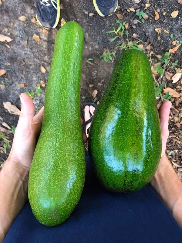 Mỗi quả bơ có chiều dài và cân nặng khác nhau, có quả lên tới 1 kg. Ảnh: DM