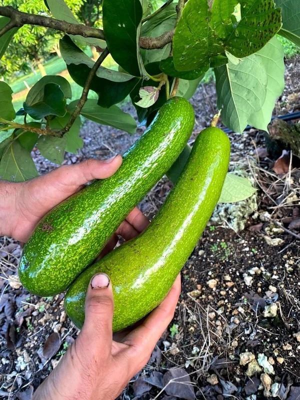 Giống bơ này thường được thu hoạch vào tháng 8, tháng 9 hàng năm. Ảnh: DM