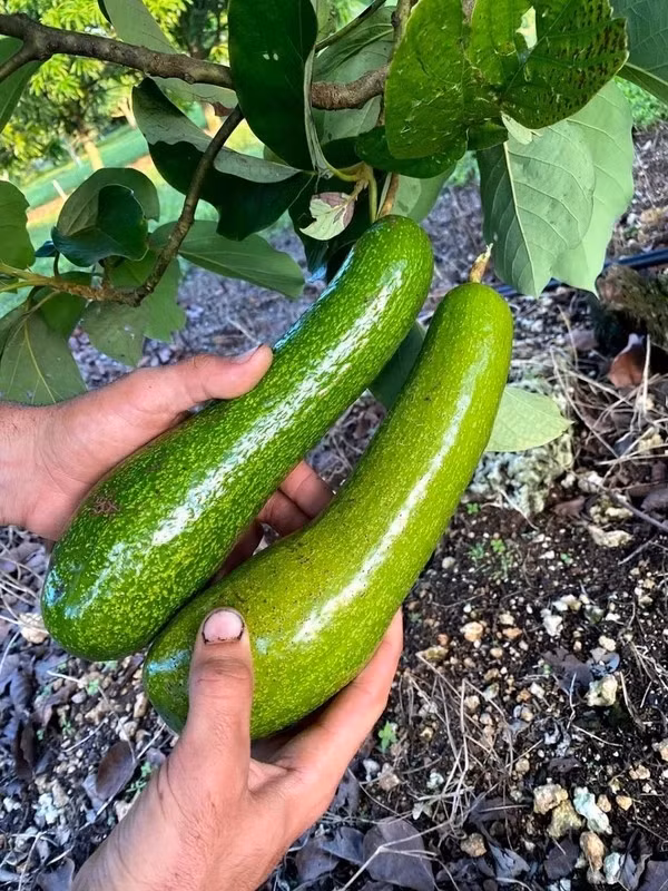 Giống bơ này thường được thu hoạch vào tháng 8, tháng 9 hàng năm. Ảnh: DM