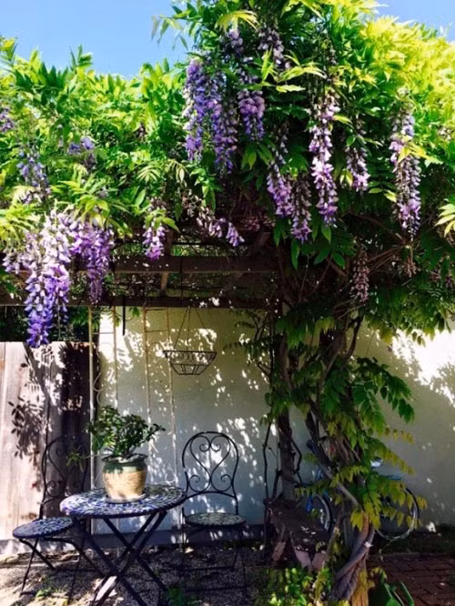 Trong sân vườn, Thúy Nga trồng vô số loại hoa và cây cảnh.