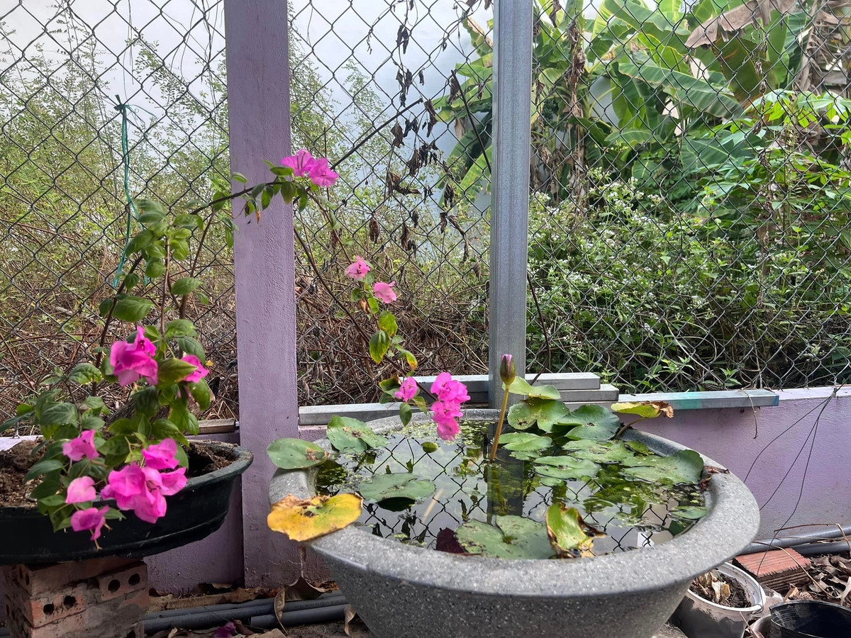 Hoa trồng trong chậu cũng trổ bông rực rỡ.