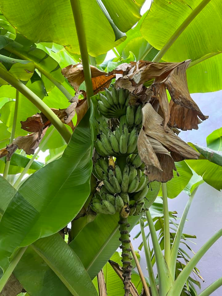 Vườn chuối tươi tốt khiến bạn bè nam diễn viên xuýt xoa.