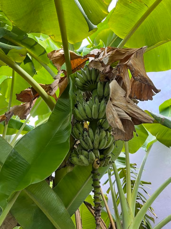 Vườn chuối tươi tốt khiến bạn bè nam diễn viên xuýt xoa.