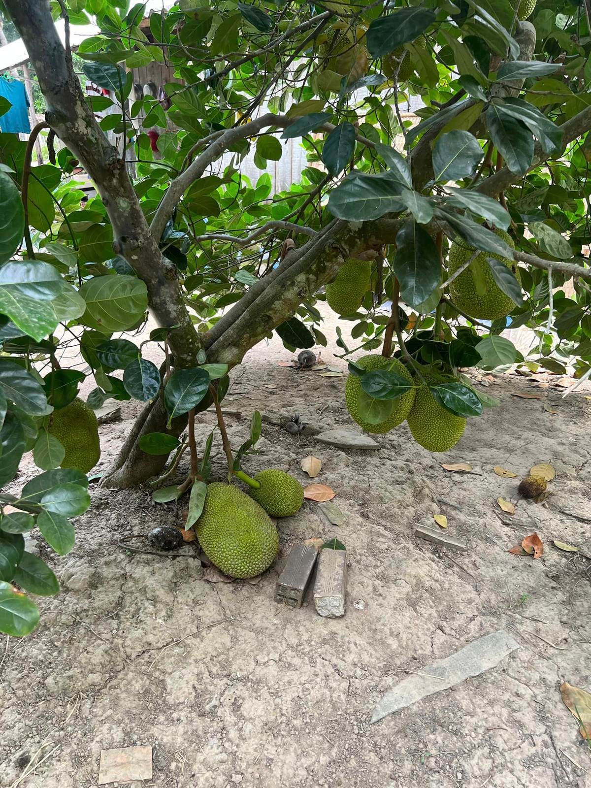 Cây mít chi chít quả. Nguồn ảnh: FBNV