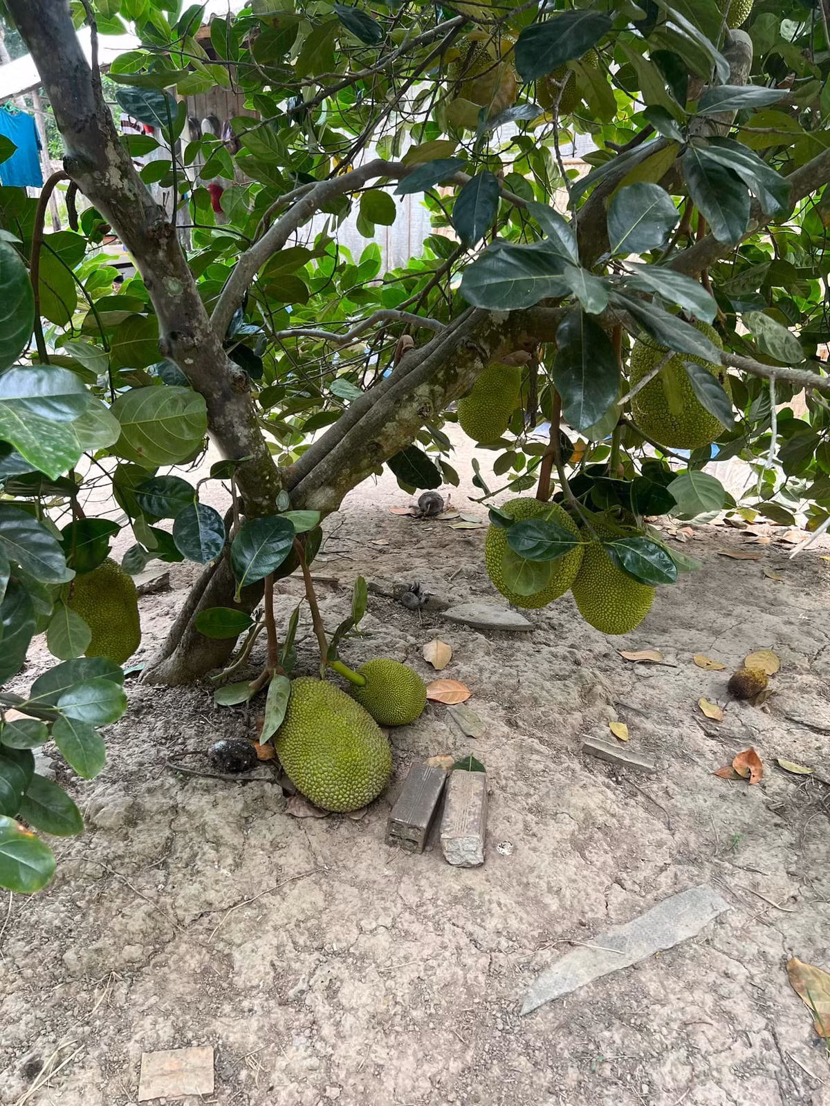 Cây mít chi chít quả. Nguồn ảnh: FBNV