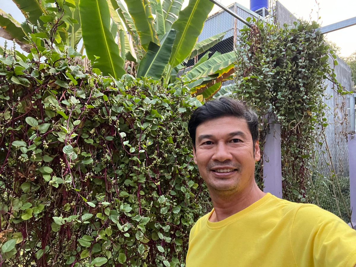 Mồng tơi leo giàn xanh mướt mắt.