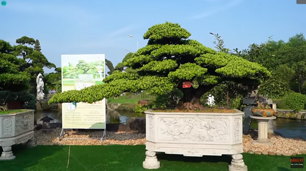 Cây tùng kim cương có tên gọi "vũ điệu thiên nga" nắm giữ kỷ lục cây cảnh đẹp bậc nhất Việt Nam. Ảnh chụp màn hình