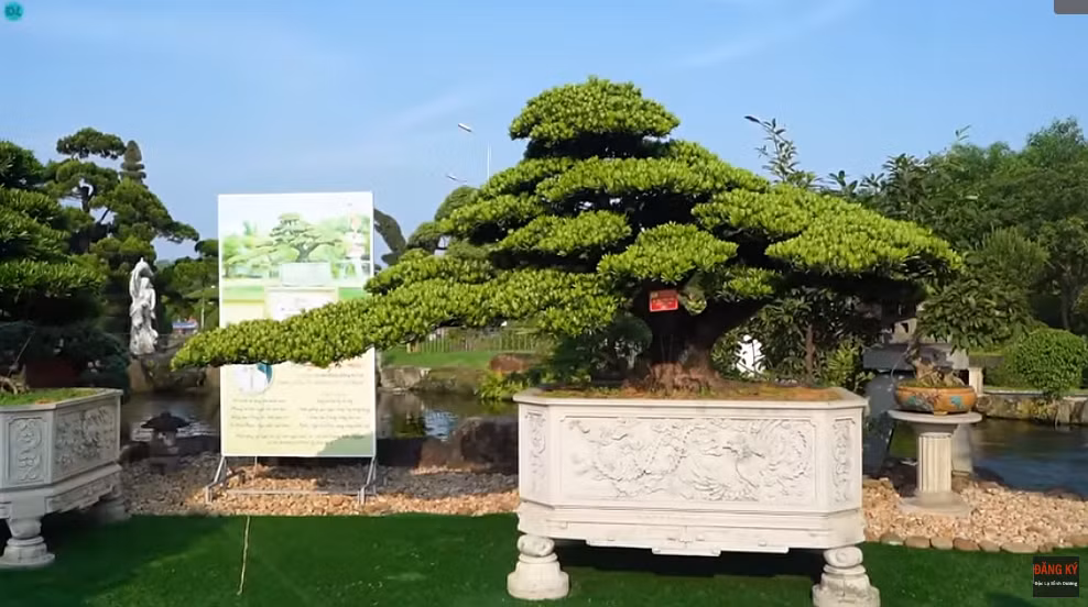 Cây tùng kim cương có tên gọi "vũ điệu thiên nga" nắm giữ kỷ lục cây cảnh đẹp bậc nhất Việt Nam. Ảnh chụp màn hình