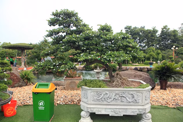 Trong vườn có nhiều cây cảnh đẹp, độc mang giá trị lớn như cây sơ ri Mỹ với thế độc nhất vô nhị được mua tại Triển lãm bonsai Châu Á Thái Bình Dương năm 2017. Ảnh: Dân Việt