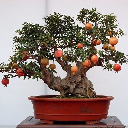 Giống lựu bông Trung Quốc thường được chọn làm bonsai nhiều hơn bởi cho hoa quanh năm, hoa nở đỏ tươi, rực rỡ. Quả lựu nhỏ xinh xắn, màu đỏ thẫm. Ảnh: Shopee