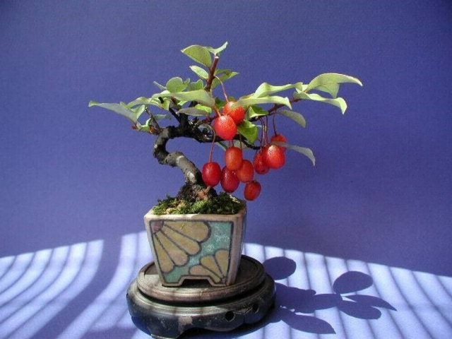 Nhiều nghệ nhân đam mê cây cảnh biến nhót thành tiểu cảnh bonsai trưng trong sân vườn. Ảnh: Fcebook