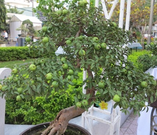 Dưới bàn tay của các nghệ nhân, nhiều cây ổi sai trĩu quả trở thành bonsai đẹp mắt. Ảnh: Hoakiengphattai