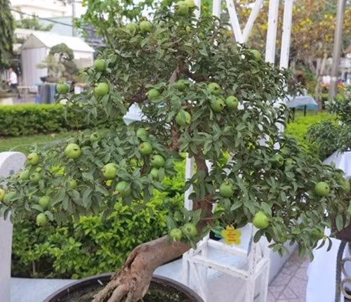 Dưới bàn tay của các nghệ nhân, nhiều cây ổi sai trĩu quả trở thành bonsai đẹp mắt. Ảnh: Hoakiengphattai