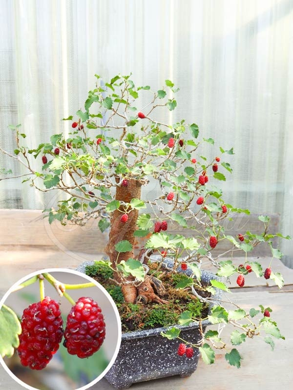 Dâu tằm bonsai ngày càng phổ biến và được giới chơi cây săn đón. Ảnh: Saigonhoa