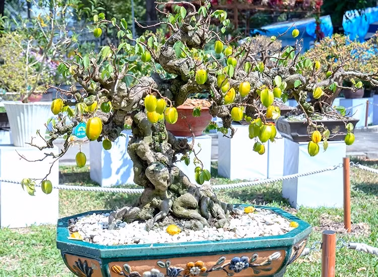 Ngoài trồng lấy quả và che bóng mát, khế còn được trồng trong chậu thành bonsai mang ý nghĩa tốt lành trong phong thủy. Ảnh: Dân Việt