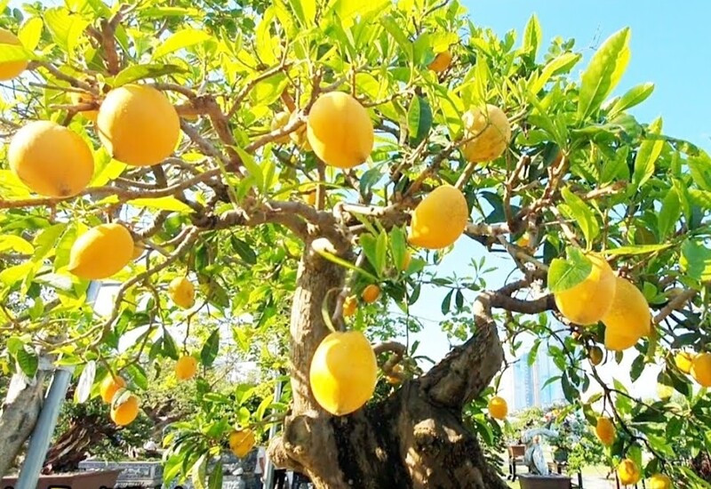 Quả chín có màu vàng bắt mắt và lá xanh tốt quanh năm nên cây trứng gà được ưa chuộng trồng trong chậu làm bonsai. Ảnh: Người đưa tin