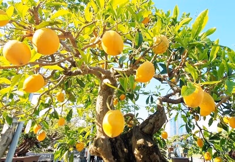 Quả chín có màu vàng bắt mắt và lá xanh tốt quanh năm nên cây trứng gà được ưa chuộng trồng trong chậu làm bonsai. Ảnh: Người đưa tin