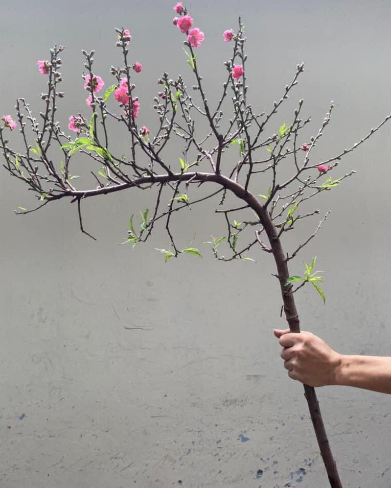 Bên cạnh đó, những cành đào huyền mini giá từ 200.000 đến 400.000 cũng được nhiều người tiêu dùng lựa chọn. Ảnh: Facebook