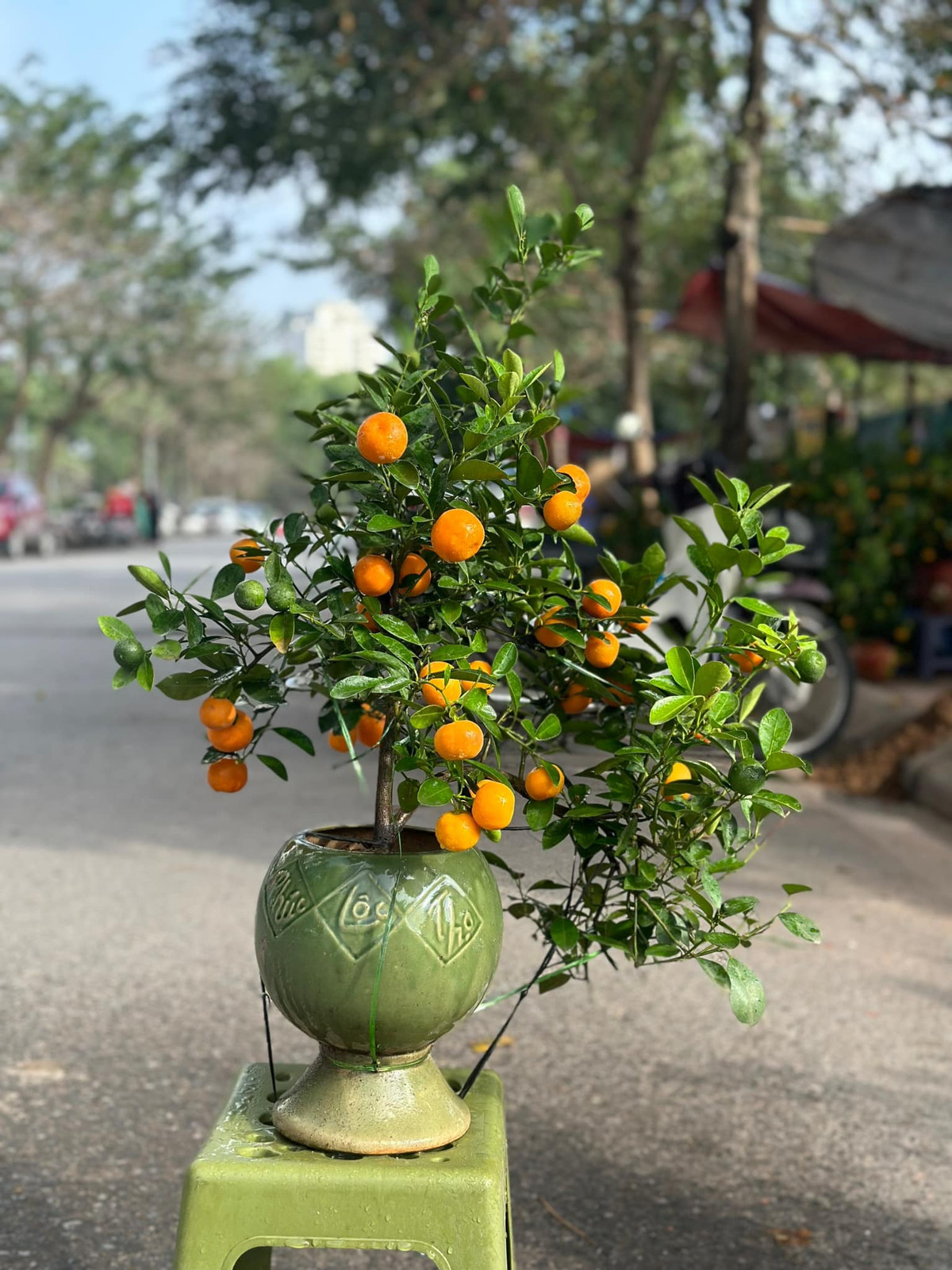 Tại các chợ dân sinh ở Hà Nội, quất cảnh mini giá dao động từ 150.000 - hơn 400.000 đồng/cây, tùy kích thước. Ảnh: Facebook