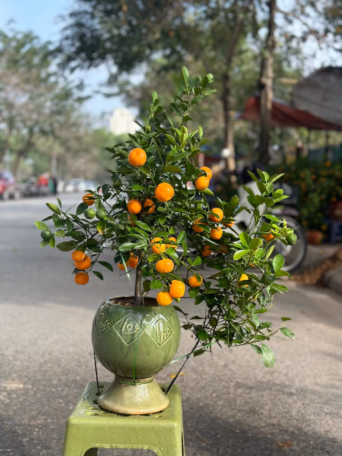 Tại các chợ dân sinh ở Hà Nội, quất cảnh mini giá dao động từ 150.000 - hơn 400.000 đồng/cây, tùy kích thước. Ảnh: Facebook