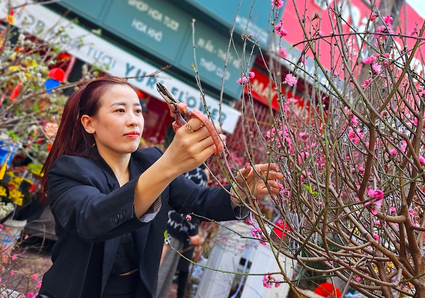 Theo đó, đào mini tại Pleiku giá từ 150.000 - 300.000 đồng/cành; đào huyền mini, đào tròn size trung giá từ 500.000 - 600.000 đồng/cành; đào cành lớn giá khoảng 1-1,2 triệu đồng/cành. Ảnh: Baogialai