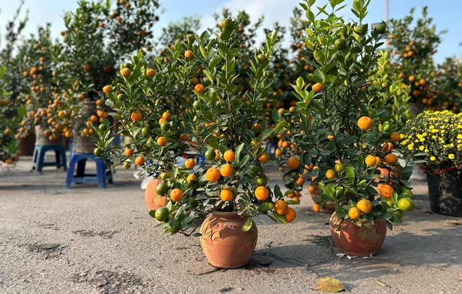 Không chỉ cành đào mini, quất cảnh kích thước nhỏ cũng là mặt hàng được người tiêu dùng săn lùng vì phù hợp với khu vực tiếp khách hoặc không gian sinh hoạt nhỏ. Ảnh: Giadinh&amp;xahoi