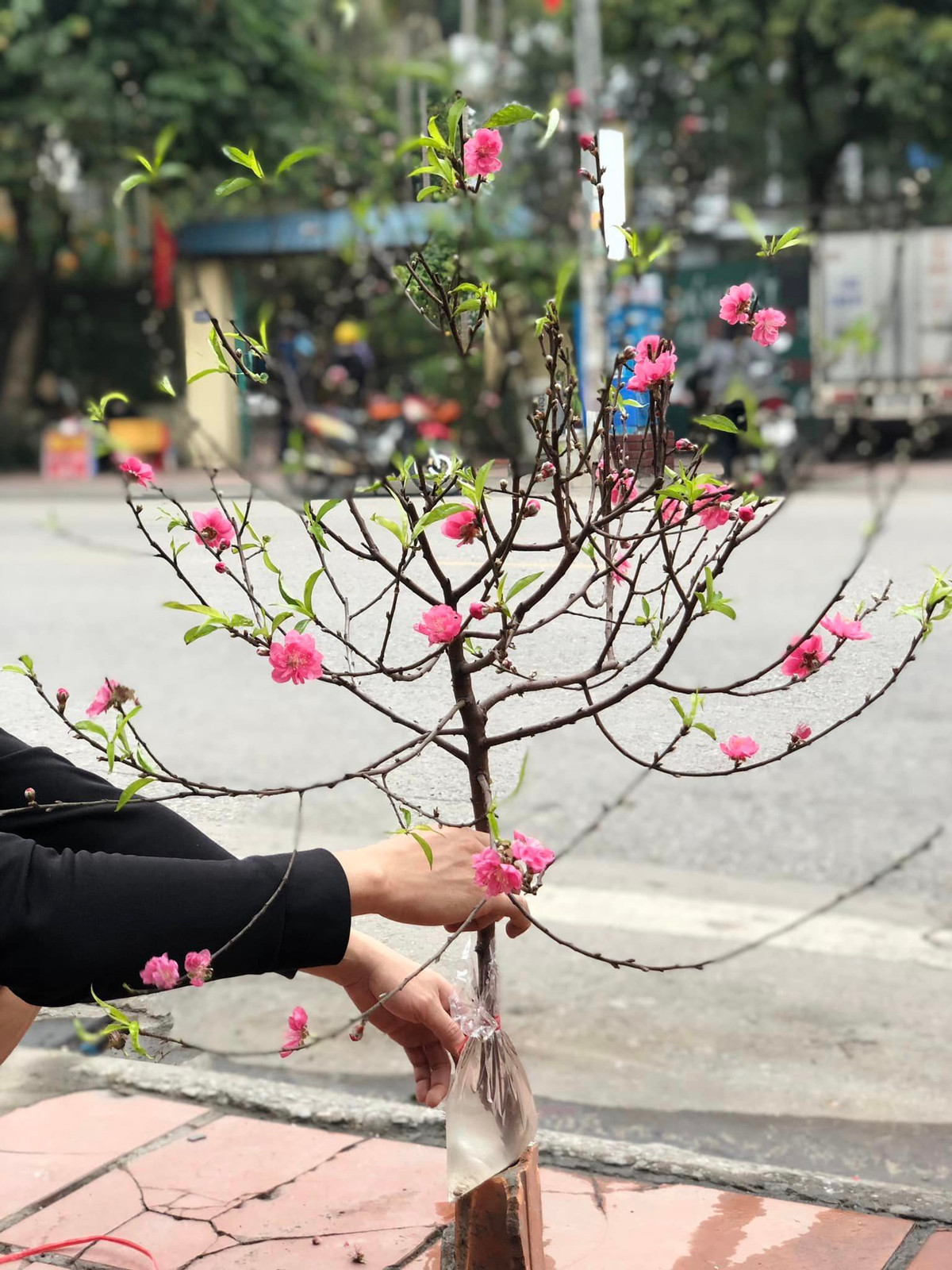 Theo chị Duyên, năm nay kinh tế khó khăn, khách hàng chuộng cành đào mini. Hơn nữa, thời tiết ấm nóng nên hoa đào bung nở hết, nhà vườn không bán cả cây mà cắt tỉa cành nhiều nụ, nhiều hoa bán lẻ. Ảnh: Facebook