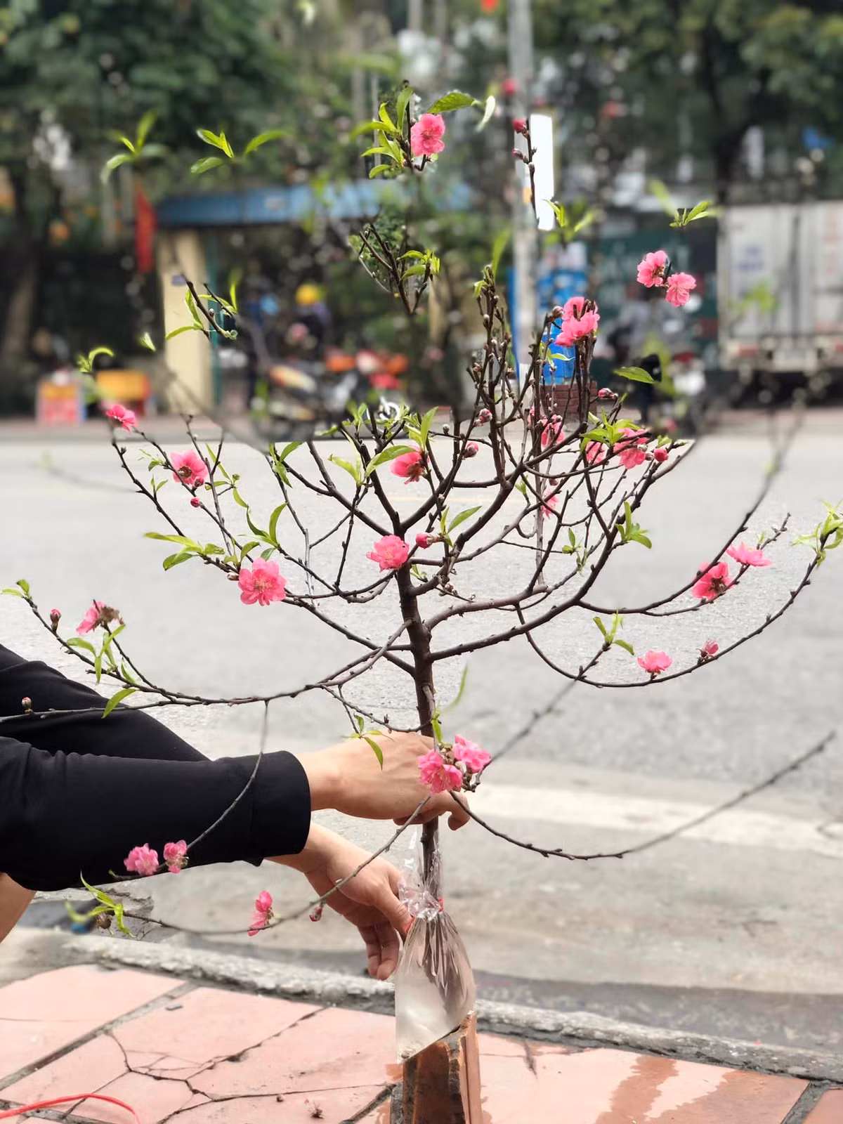 Theo chị Duyên, năm nay kinh tế khó khăn, khách hàng chuộng cành đào mini. Hơn nữa, thời tiết ấm nóng nên hoa đào bung nở hết, nhà vườn không bán cả cây mà cắt tỉa cành nhiều nụ, nhiều hoa bán lẻ. Ảnh: Facebook