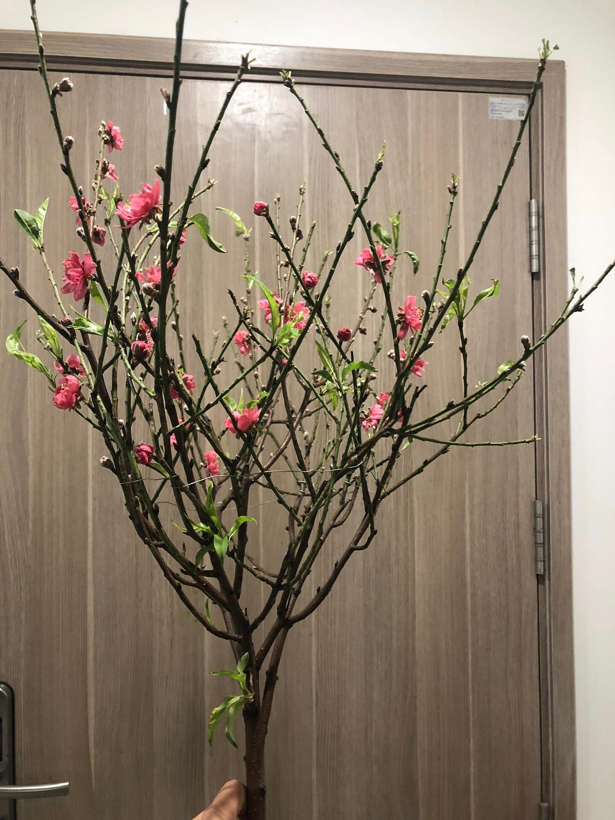 Bên cạnh những cây đào cổ thụ, thế đẹp, những cành đào mini được nhiều khách hàng tìm mua bởi giá thành hợp lý, từ 40.000 - 120.000 đồng/cành. Ảnh: Facebook