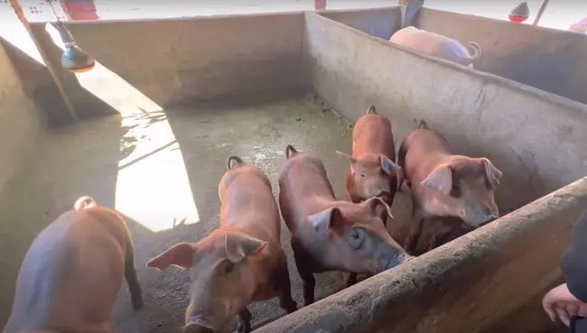 Ngoài không gian sinh hoạt, ngôi nhà của Siu Black còn có khu vực chăn nuôi gia súc. Ảnh: YouTube Thuý Nga