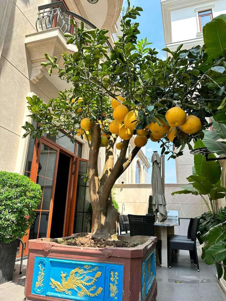 Trong sân, nữ danh hài đặt một cây bưởi lớn sai trĩu quả.