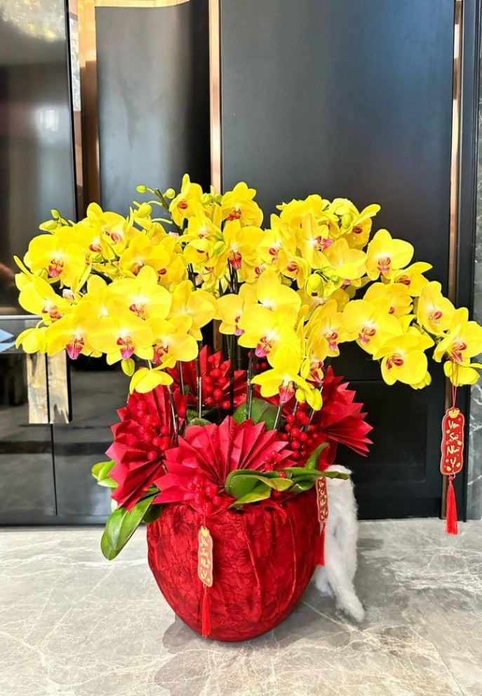 Lan hồ điệp sang trọng mang đến những điều may mắn.