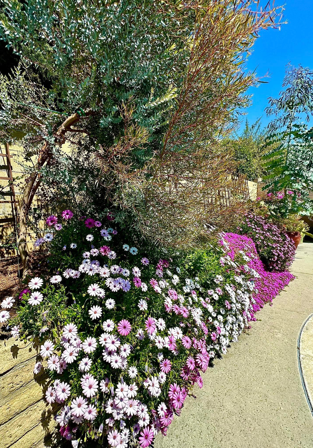 Hoa thạch thảo rực rỡ. Ảnh: FBNV