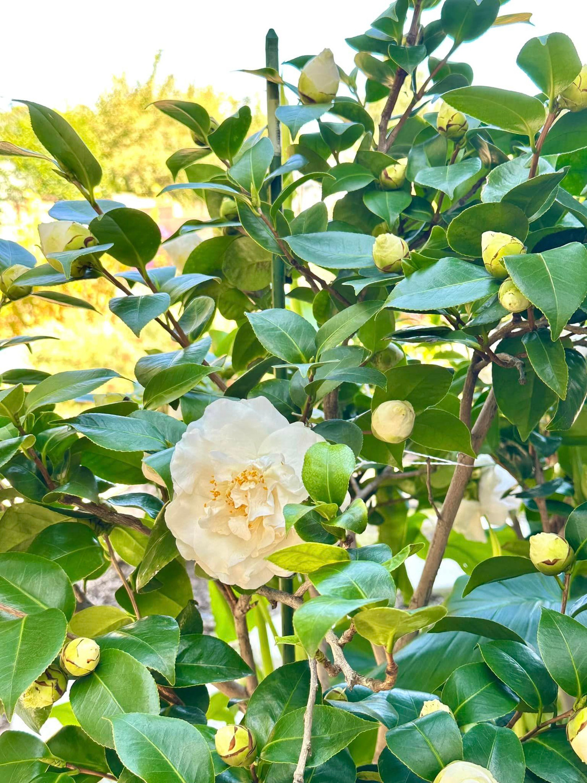 Toàn bộ cây trong vườn đều do Hồng Đào và mẹ chăm sóc, có những cái cây đã được trồng từ khi cô mới sang Mỹ, tính đến hiện tại đã khoảng 30 năm. Ảnh: FBNV